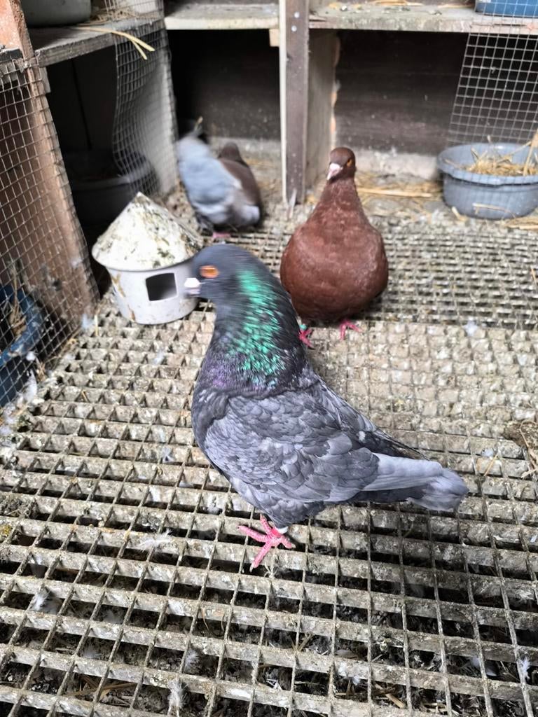 Pigeons king, Animaux & Accessoires
