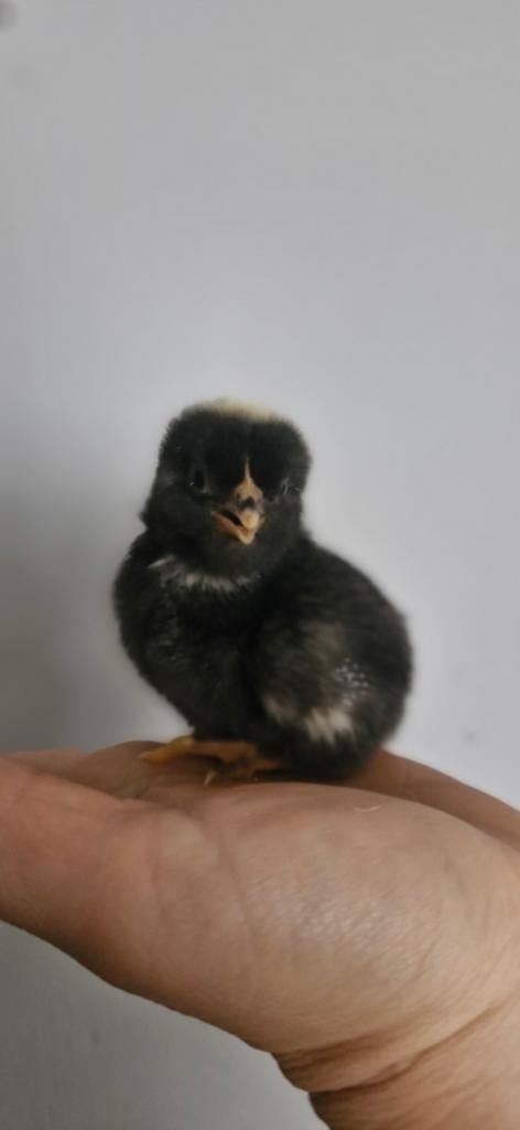 Amrock kuikens, Dieren en Toebehoren, Pluimvee, Kip