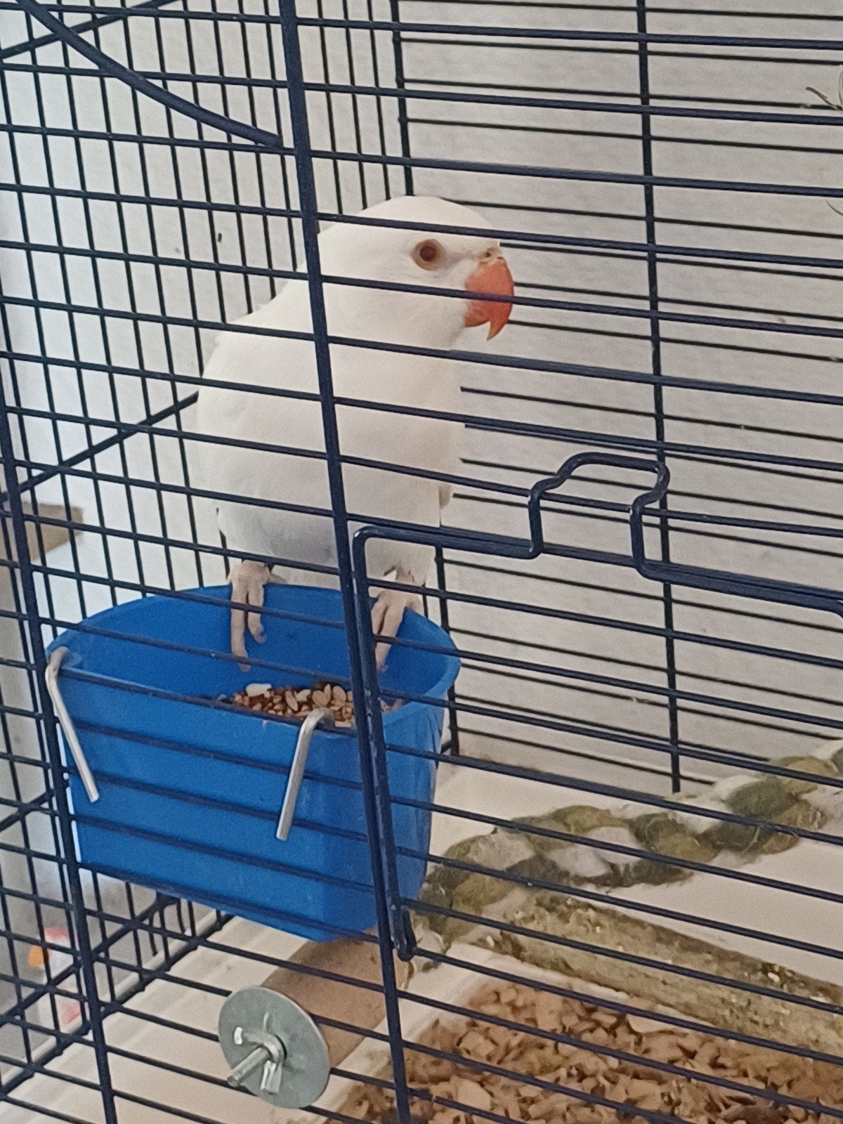 jonge albino halsbandparkiet