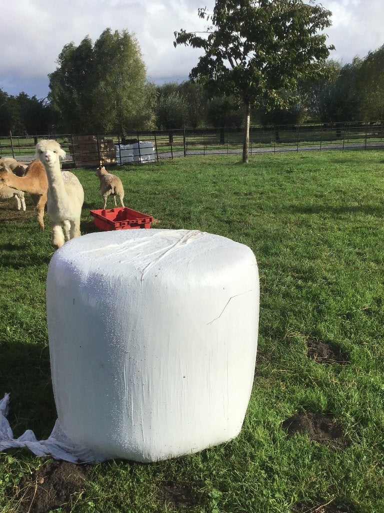 Midibalen hooi, Dieren en Toebehoren, Meerdere dieren, Schaap, 0 tot 2 jaar