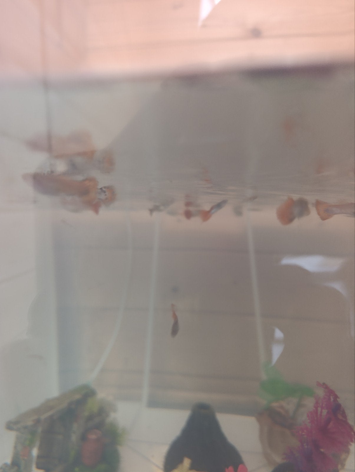 pêche au guppy, Animaux & Accessoires, Poissons | Poissons d'aquarium, Poisson d'eau douce, Poisson, Banc de poissons