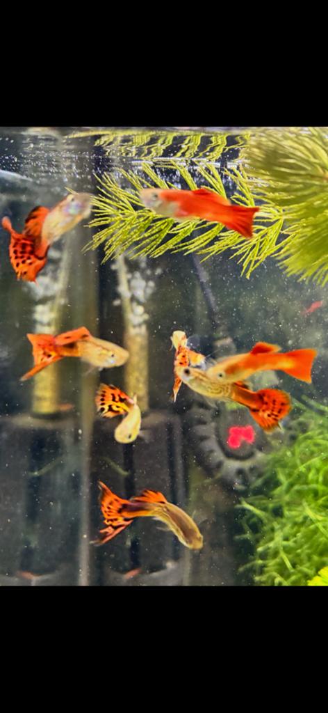 Mannelijke guppy's red cobra snakeskin, Dieren en Toebehoren, Vis, Zoetwatervis, Schoolvis