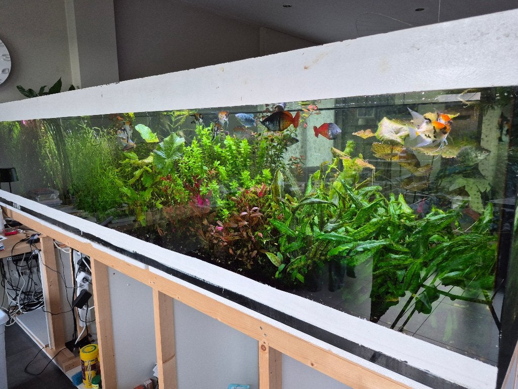 aquarium 300x62x60, Dieren en Toebehoren, Vissen | Aquaria en Toebehoren, Gebruikt, Gevuld zoetwateraquarium, Inclusief planten