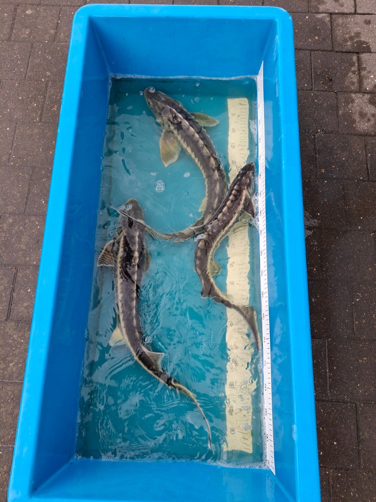 laatste weken super acties op diamantsteuren, Dieren en Toebehoren, Steur