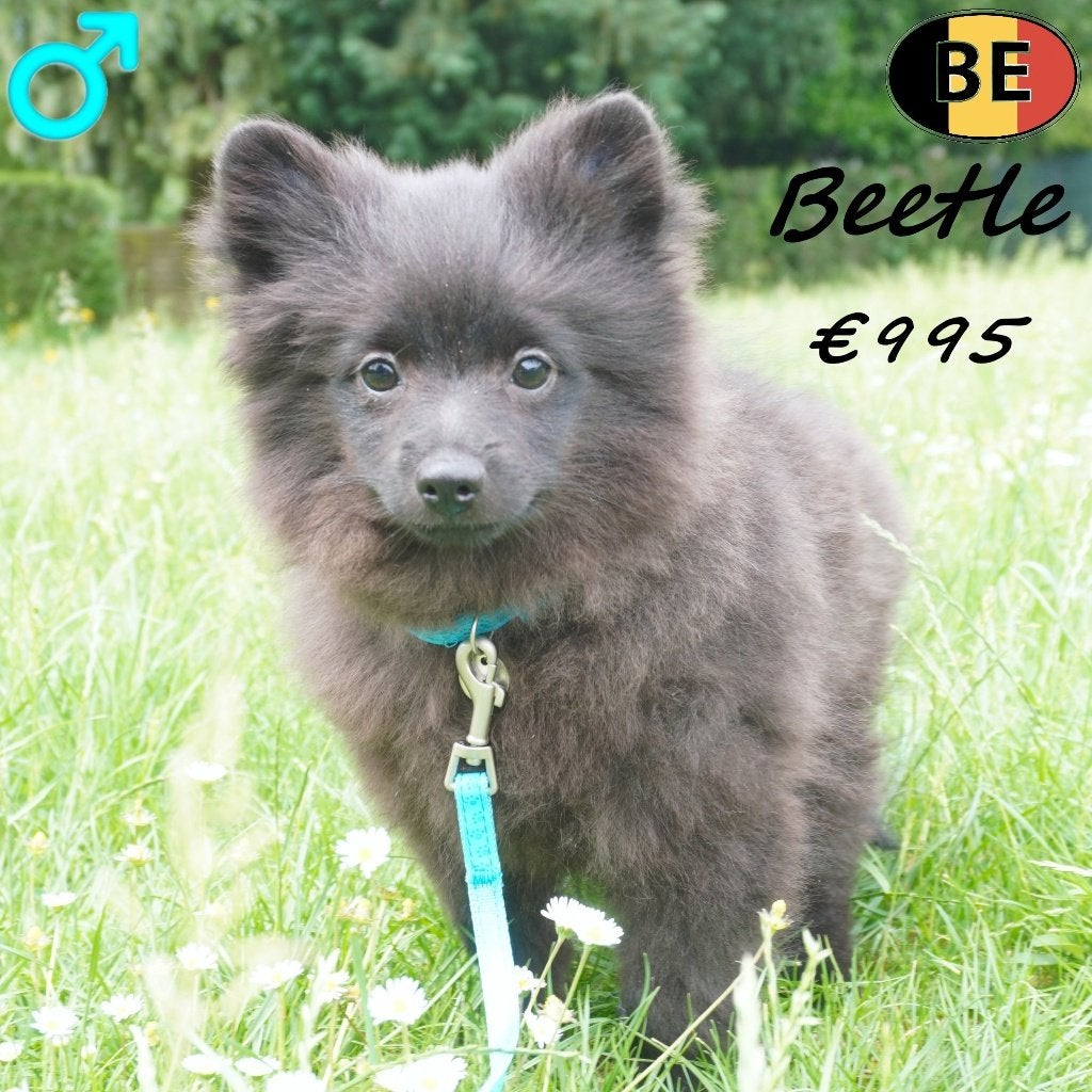 Beetle, zwart Keesje (Belgische pup), Parvo, België, 15 weken tot 1 jaar, Eén hond