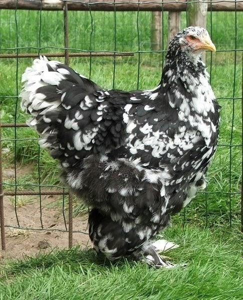 Gezocht brahma hen gepareld, Dieren en Toebehoren