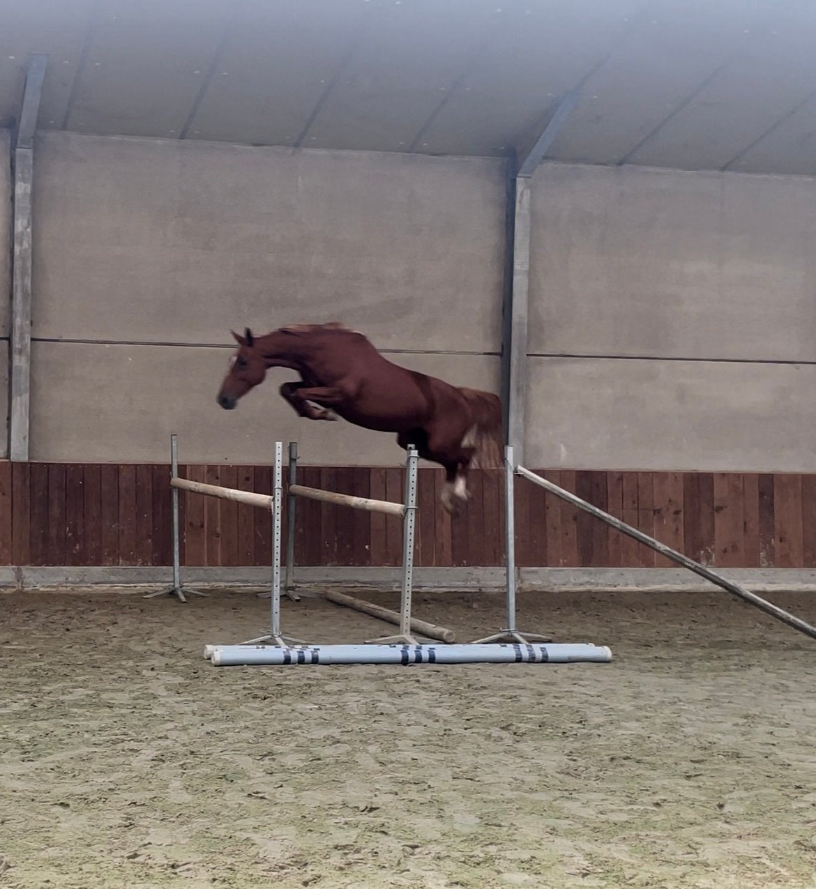 4-jarige merrie met veel potentie (kasanova X Lector), Animaux & Accessoires, Chevaux, Jument, M