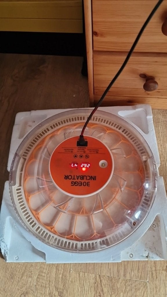 broetkast kippen, Vrouwelijk, Kip