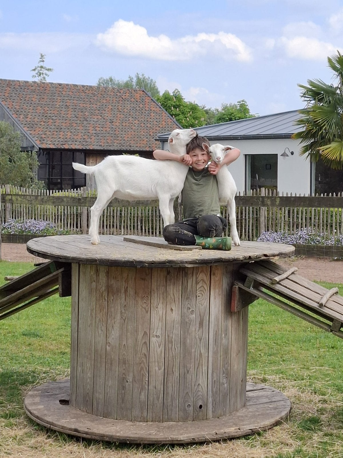 Saanen geiten bokjes