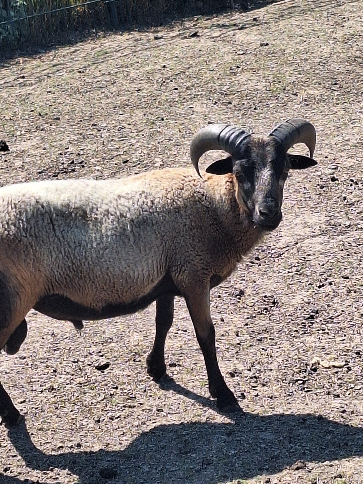 moutons mâle, Mâle, Mouton, 0 à 2 ans