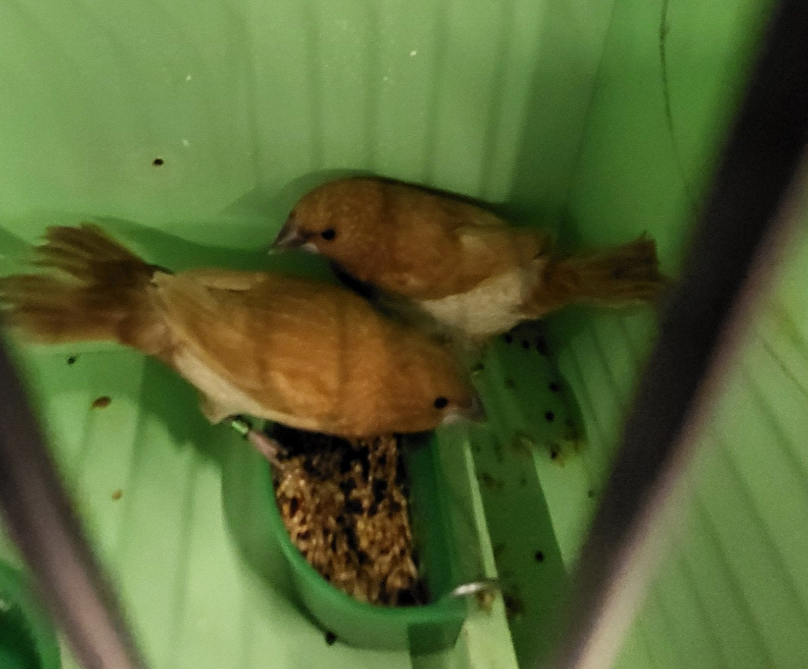 koppel bruine japanse meeuwen,geringd, Dieren en Toebehoren, Geringd