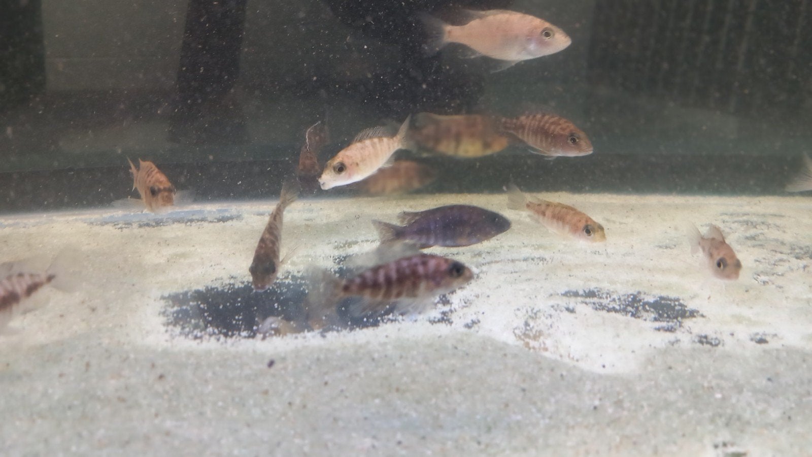 Cichlidés du Malawi