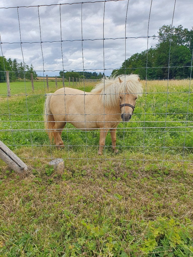 Shetland Merrietje, Animaux & Accessoires, Poneys, Poney de récréation, Ne s'applique pas, 0 à 2 ans, Jument