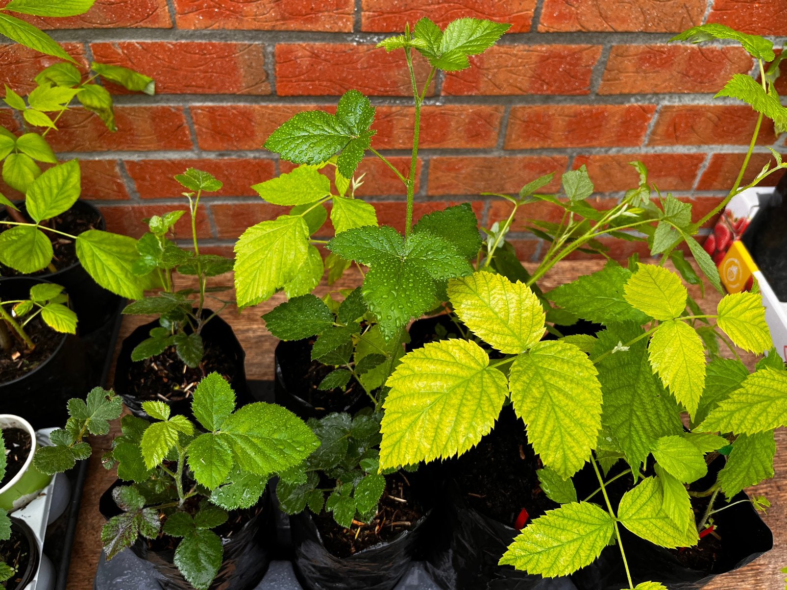 8 fruitplanten voor €15 – 5 frambozen + 3 bramen., Ophalen of Verzenden, Fruitplanten