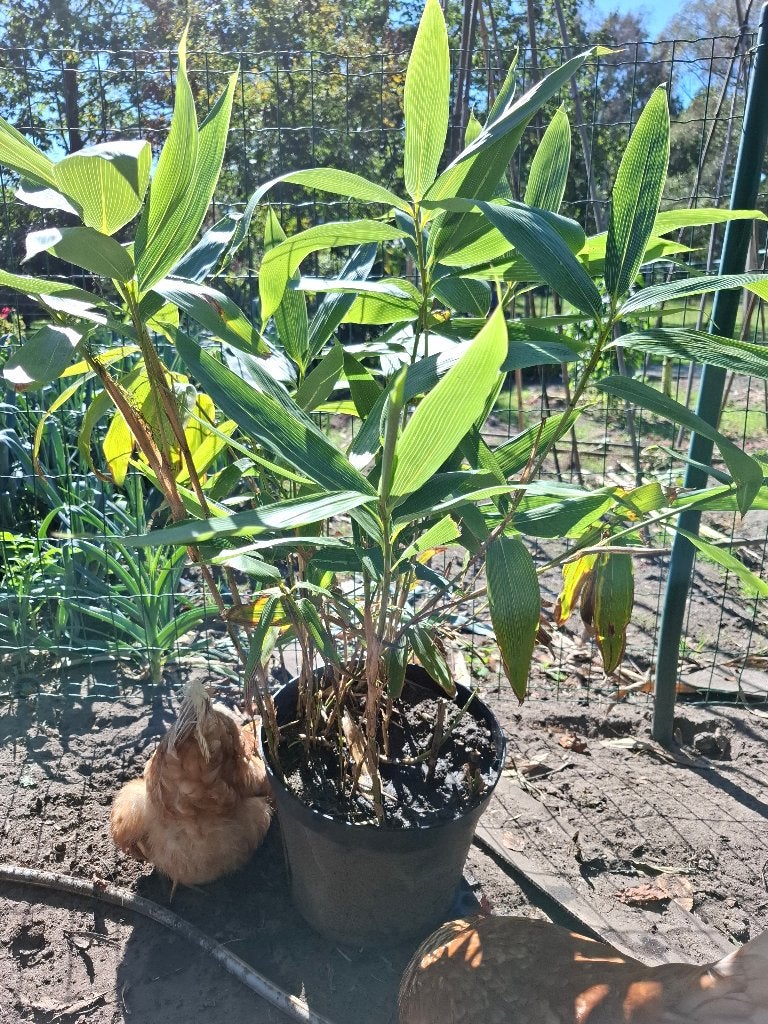Bamboe, Ophalen, Vaste plant, Overige soorten