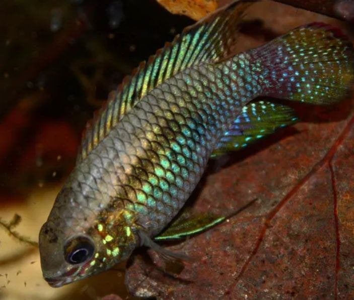 Laetacara curviceps, Dieren en Toebehoren, Vis, Zoetwatervis