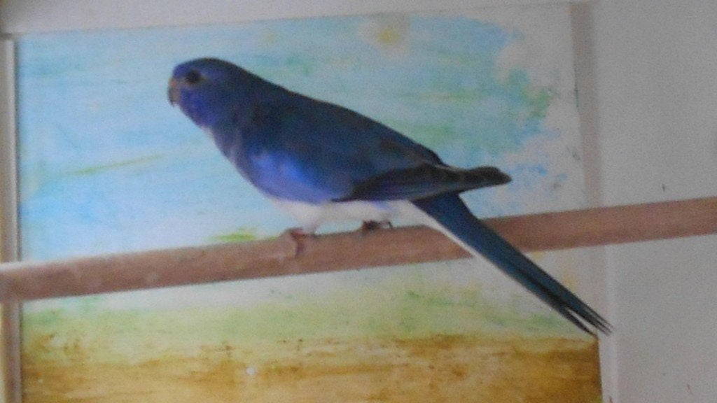 splendid blauw jong (pop niet geringd )ook jong 2026, Dieren en Toebehoren, Parkiet, Geringd
