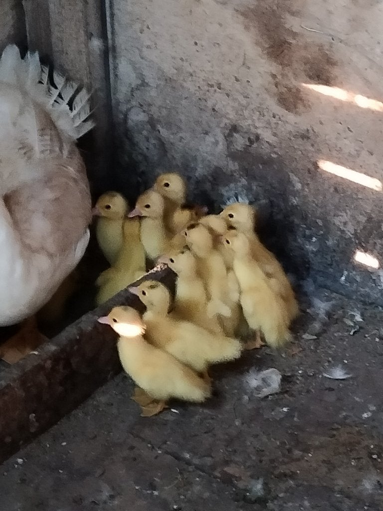 Barbarie, Sexe inconnu, Canard