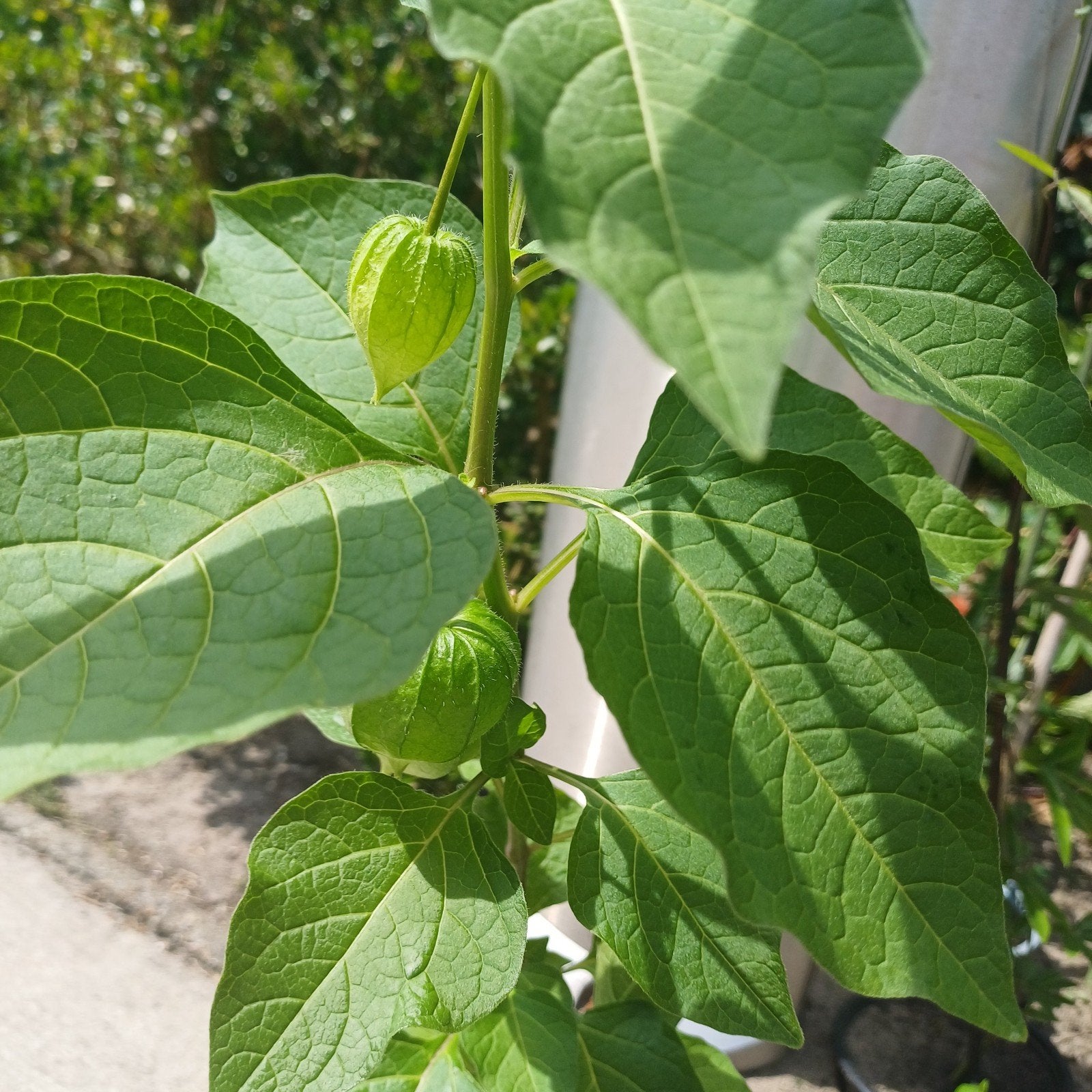 Lampionnenplant, Tuin en Terras, Planten | Tuinplanten, Ophalen