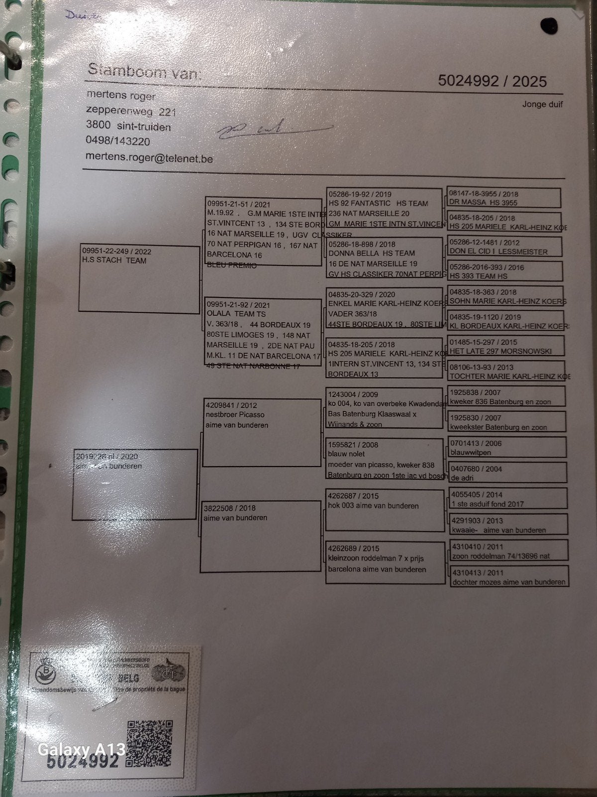 fond kweekduiver met mooie pedigre, Mâle, Pigeon voyageur