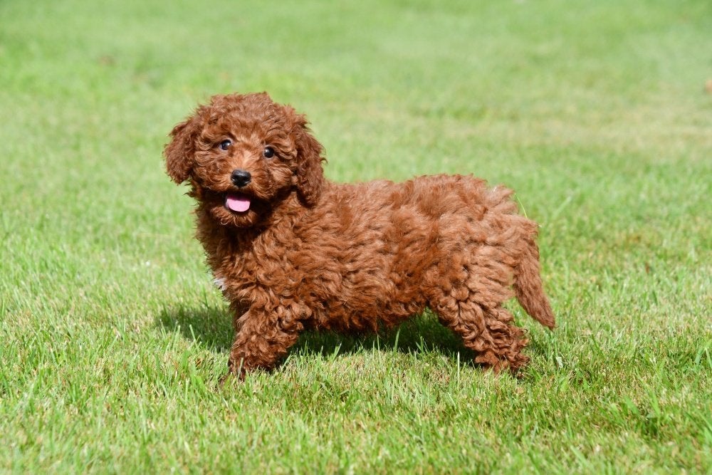 Chiots caniches nains à vendre, 15 semaines à 1 an, Étranger, Caniche, Hépatite contagieuse (maladie de Rubarth)