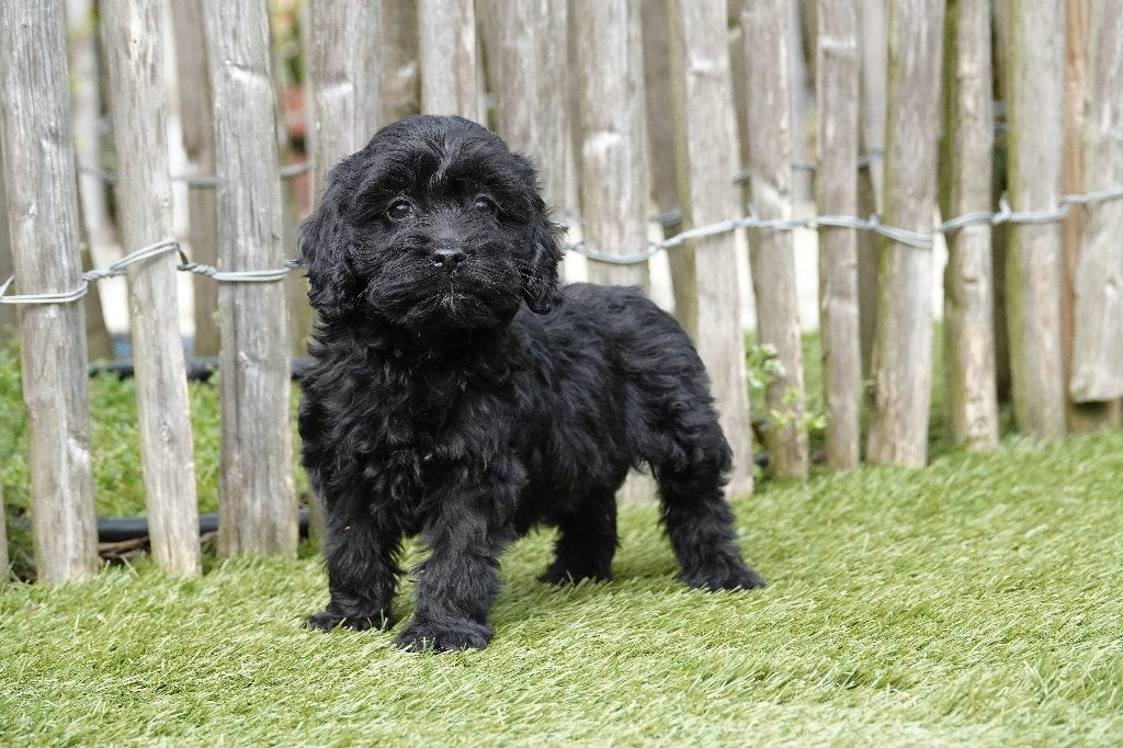 Cockapoo pups, geteste ouders, Parvo, België, 15 weken tot 1 jaar, Overige rassen
