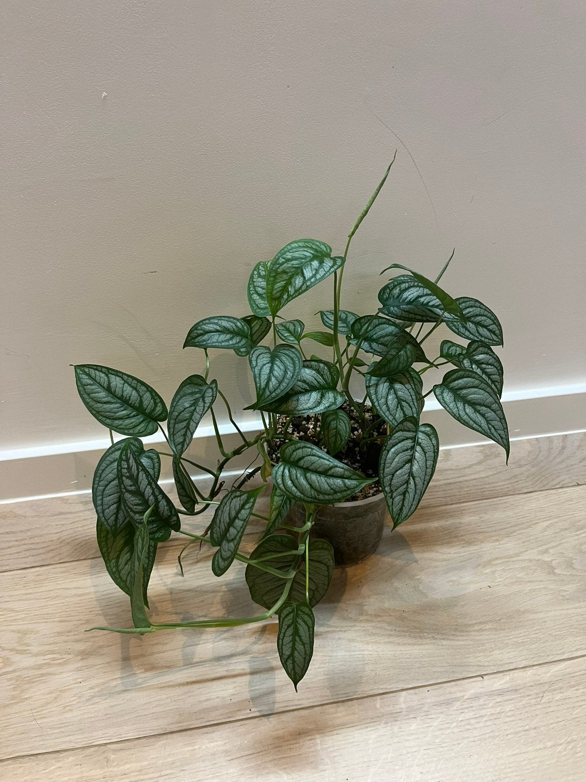 Monstera Siltepecana EL SALVADOR, Huis en Inrichting, Kamerplanten, Ophalen of Verzenden