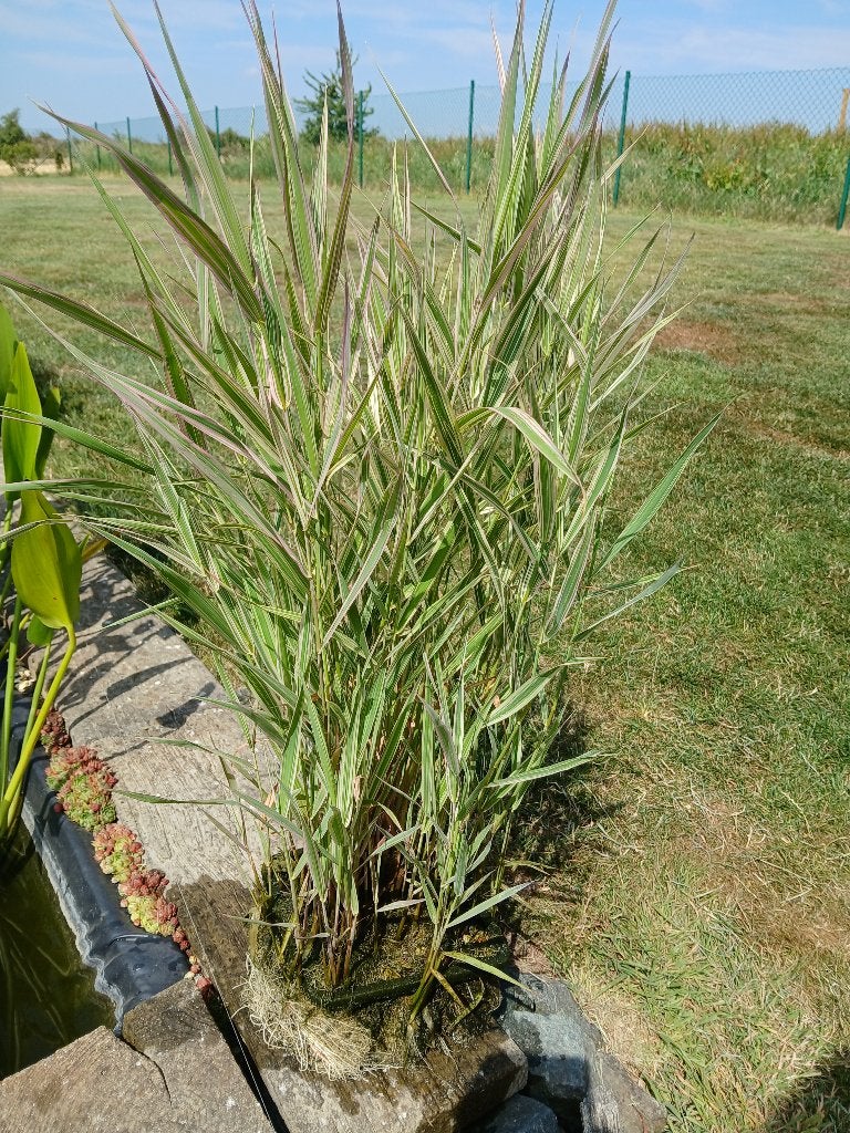 plante étang bassin phalaris panaché, Enlèvement, Utilisé