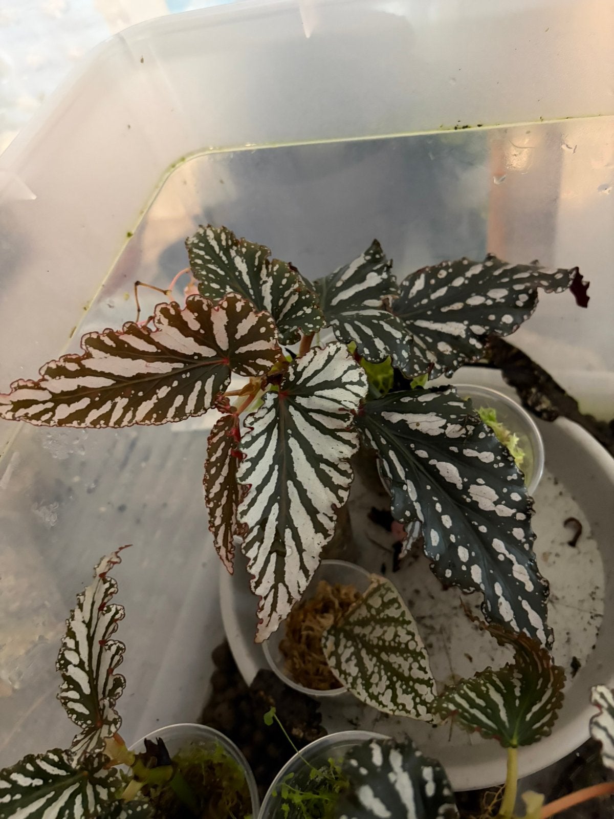 Begonia Maculata Spotlight Dark, Ophalen of Verzenden