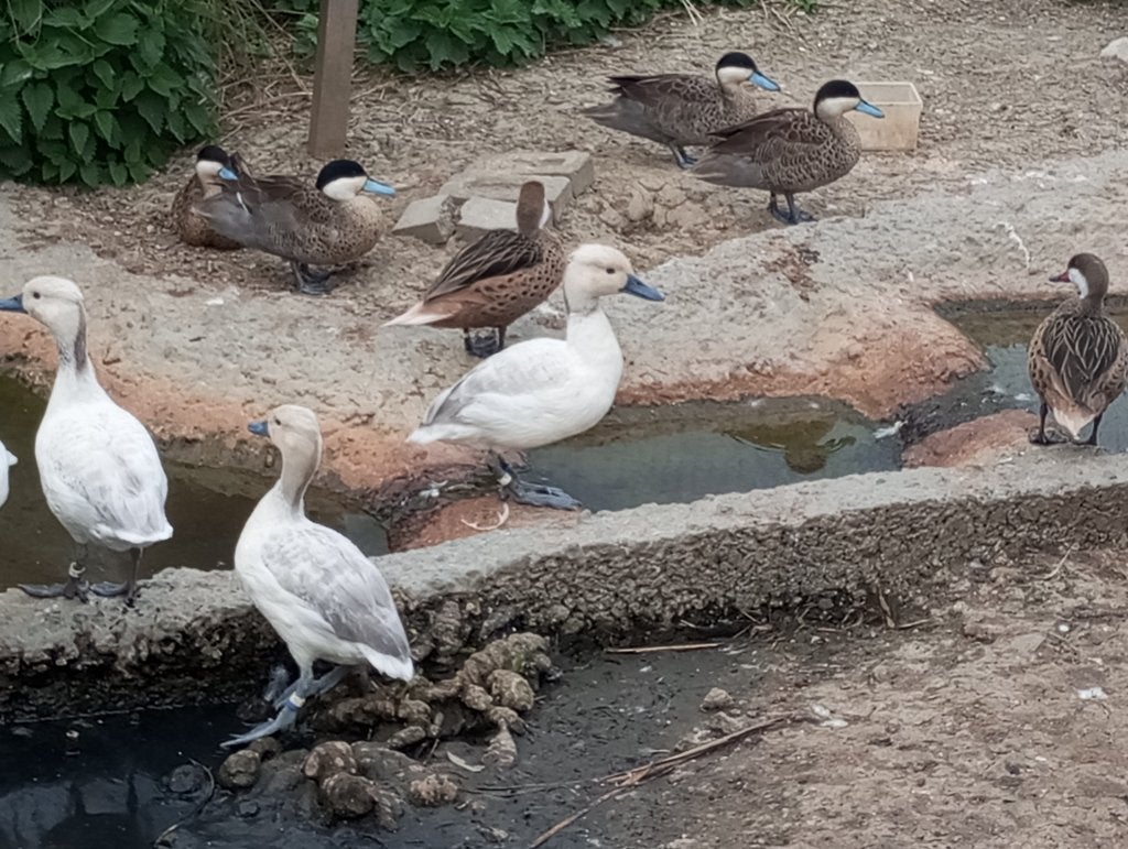 Zilverboomeenden, Plusieurs animaux, Canard