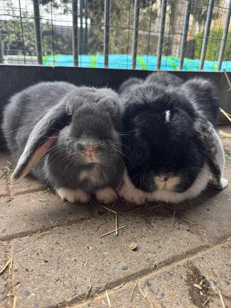 Lief koppeltje franse hangoren, Dieren en Toebehoren, Konijnen, Meerdere dieren, Middelgroot, Hangoor, 0 tot 2 jaar