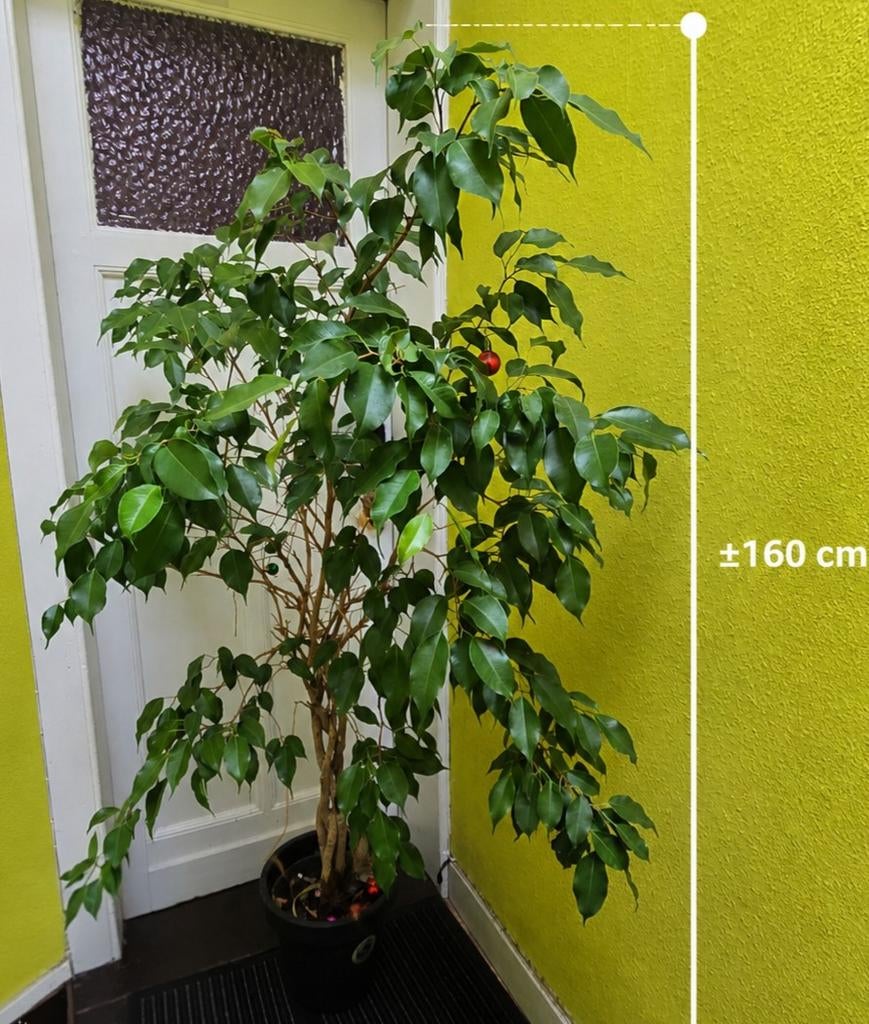 Grote Ficus benjamina 160 cm - inclusief pot, Enlèvement