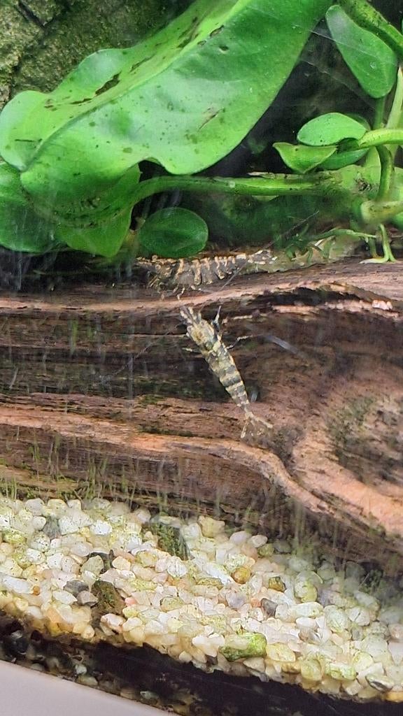Neocaridina garnalen..