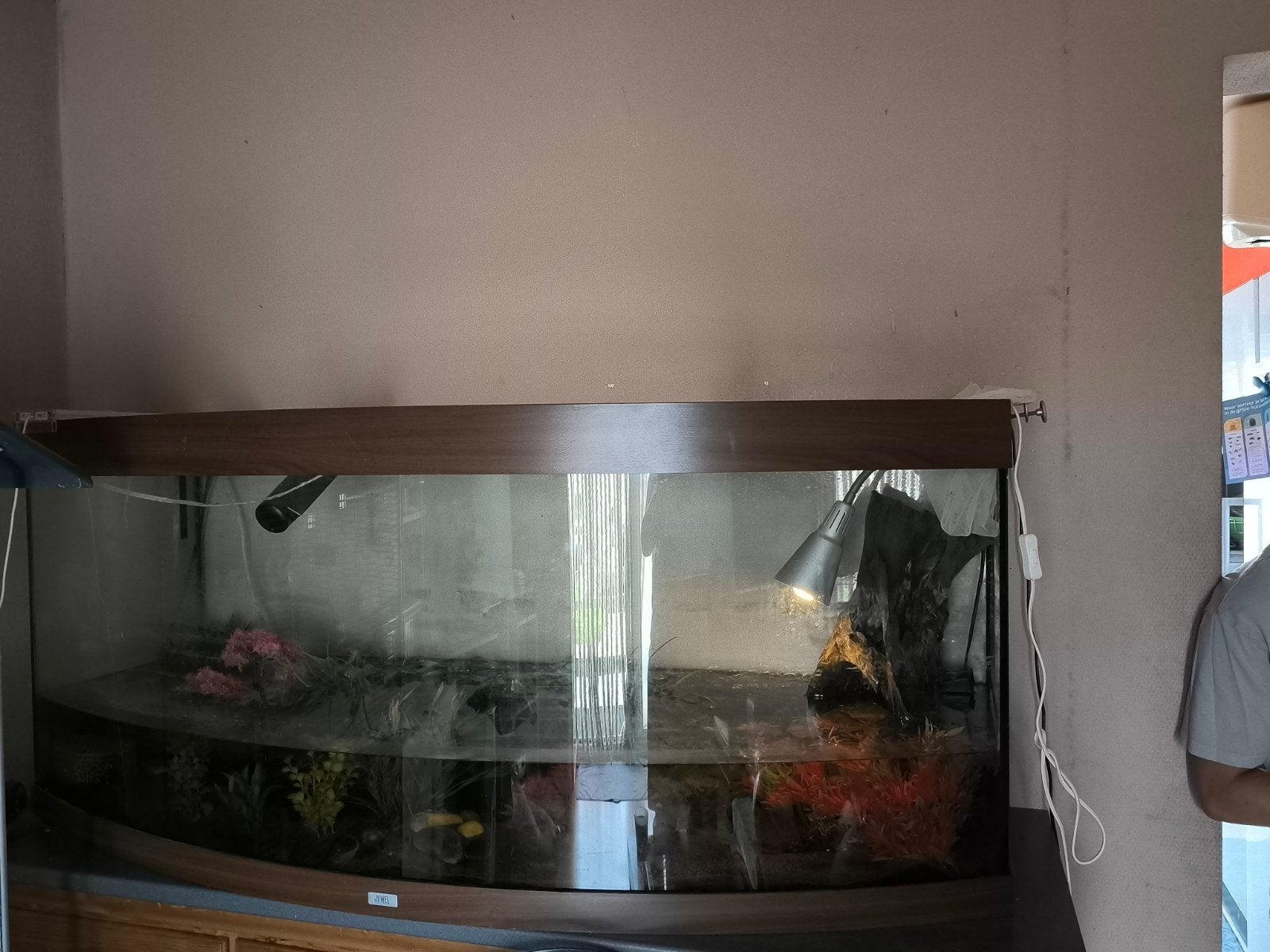 axilotn met grote aquarium van 1.50, Dieren en Toebehoren