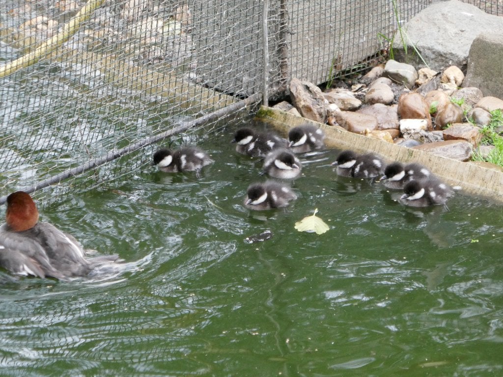 nonnetje siereenden, Animaux & Accessoires, Plusieurs animaux, Canard