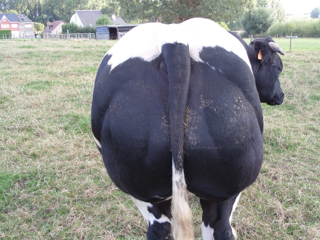 Dekstier met afstammingsbewijs, Dieren en Toebehoren, Mannelijk