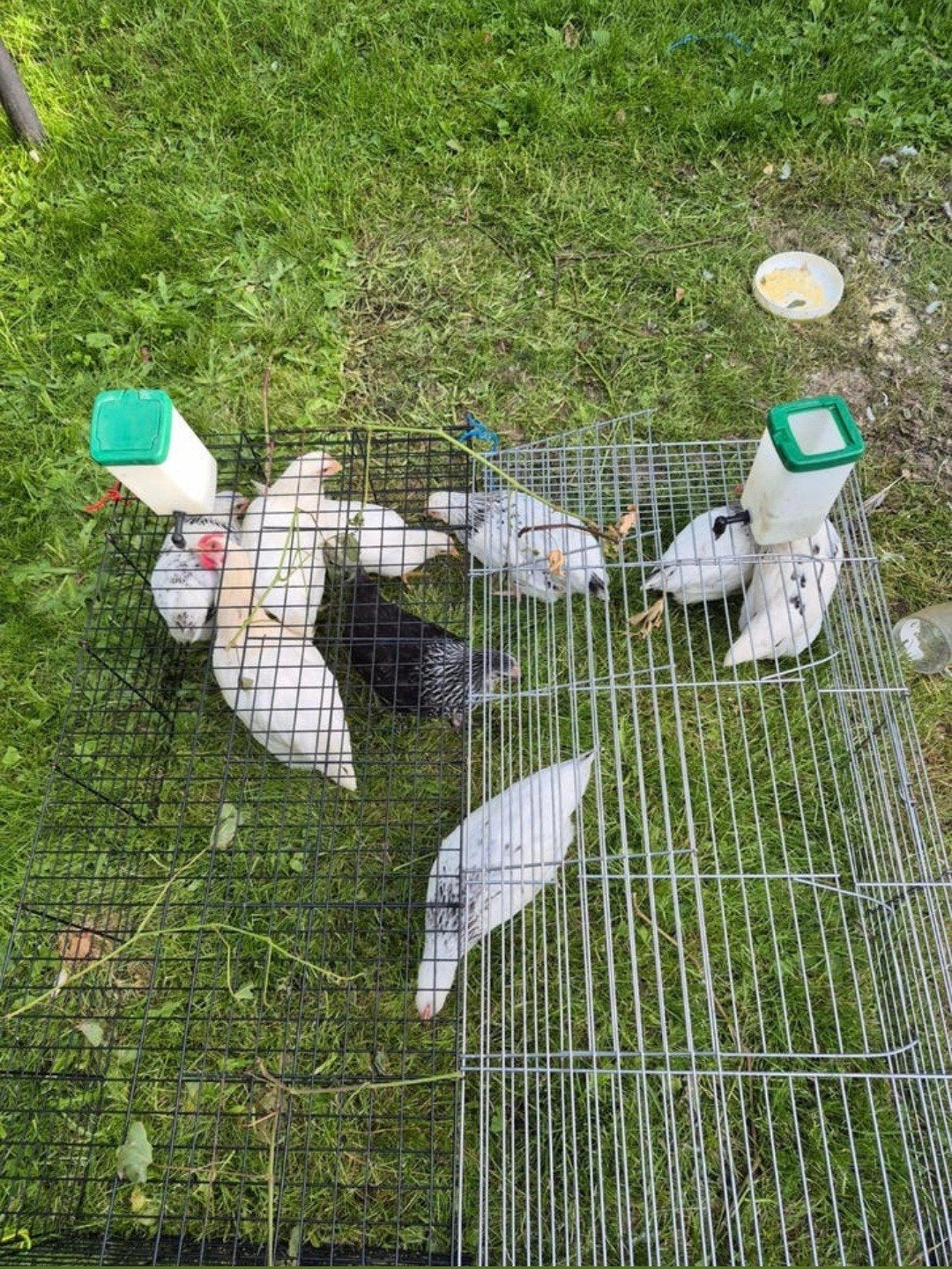 Poussin a vendre, Animaux & Accessoires