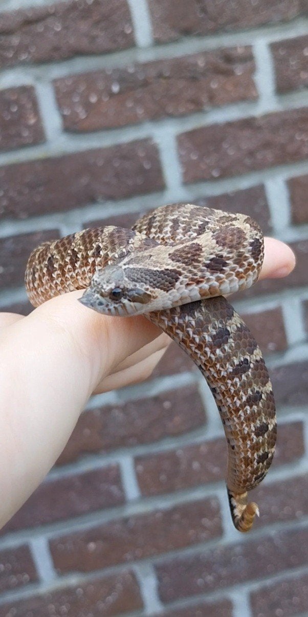 0.1 Heterodon nasicus Sable, Dieren en Toebehoren, Reptielen en Amfibieën, Slang, Tam, 0 tot 2 jaar