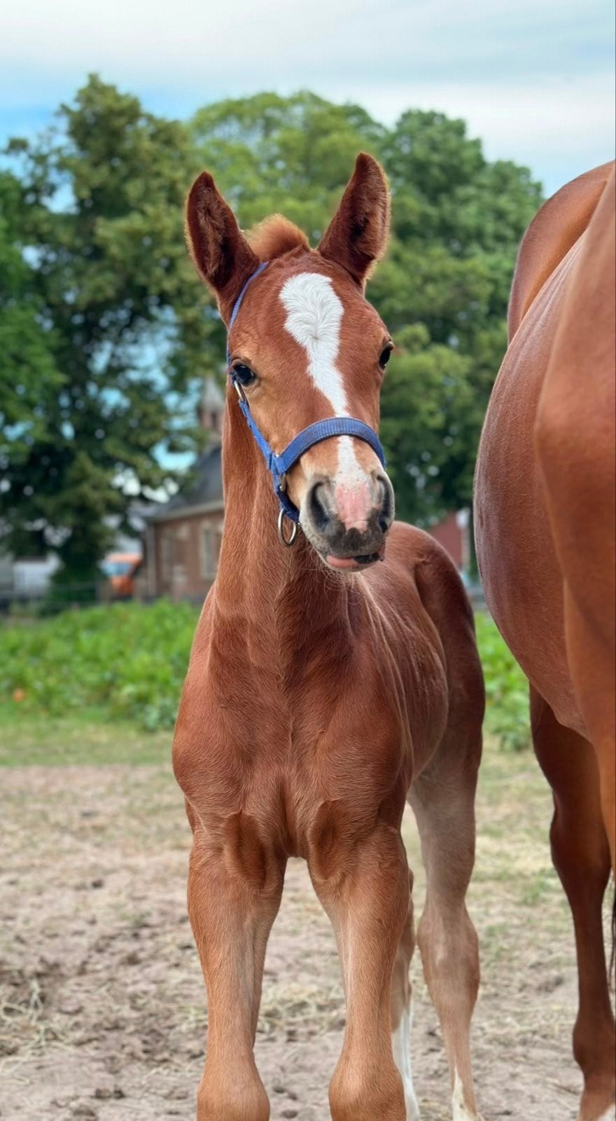 Zeer gaaf springveulen Ultra Star JM x Chaiton FZ x Indoctro, Springpaard, Met stamboom, 0 tot 2 jaar, Hengst