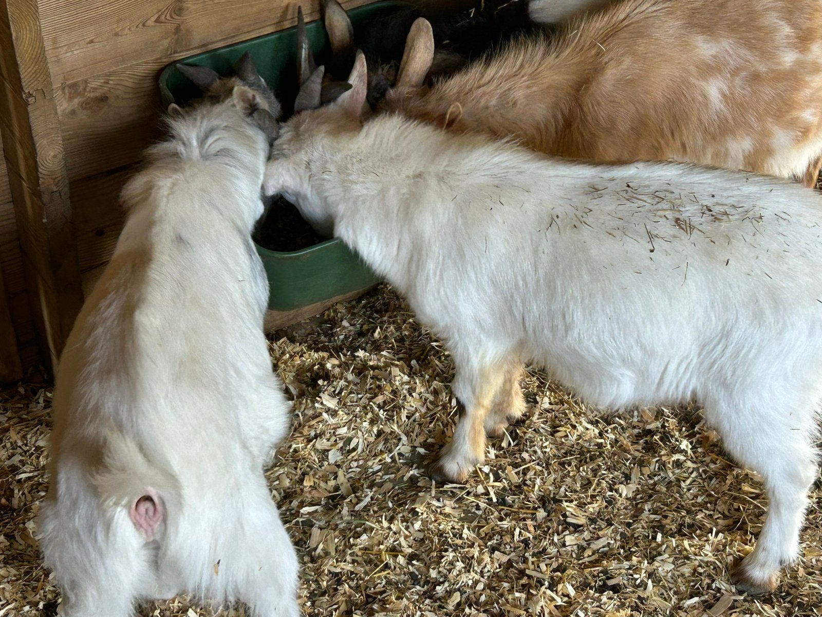 Boucs nains entier a vendre, Animaux & Accessoires, Volatiles