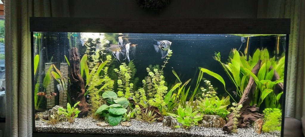 AQUARIUM AQUALANTIS SPLENDID 240 LITER, Ophalen, Zo goed als nieuw