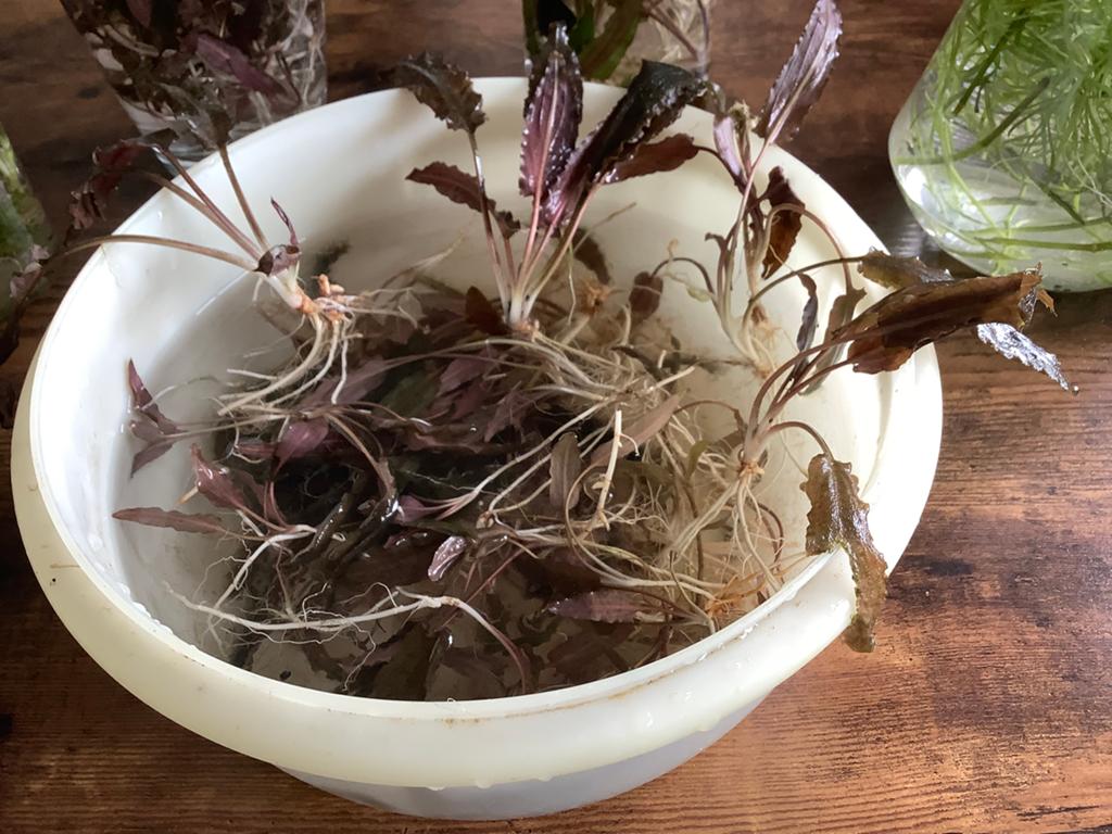 Aquariumplanten, Dieren en Toebehoren, Ophalen