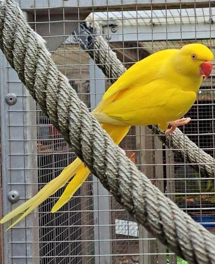 kweekrijp koppel halsbandparkieten, Dieren en Toebehoren