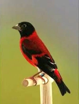 crème glacée capoetsen, Mâle, Oiseau chanteur sauvage, Domestique
