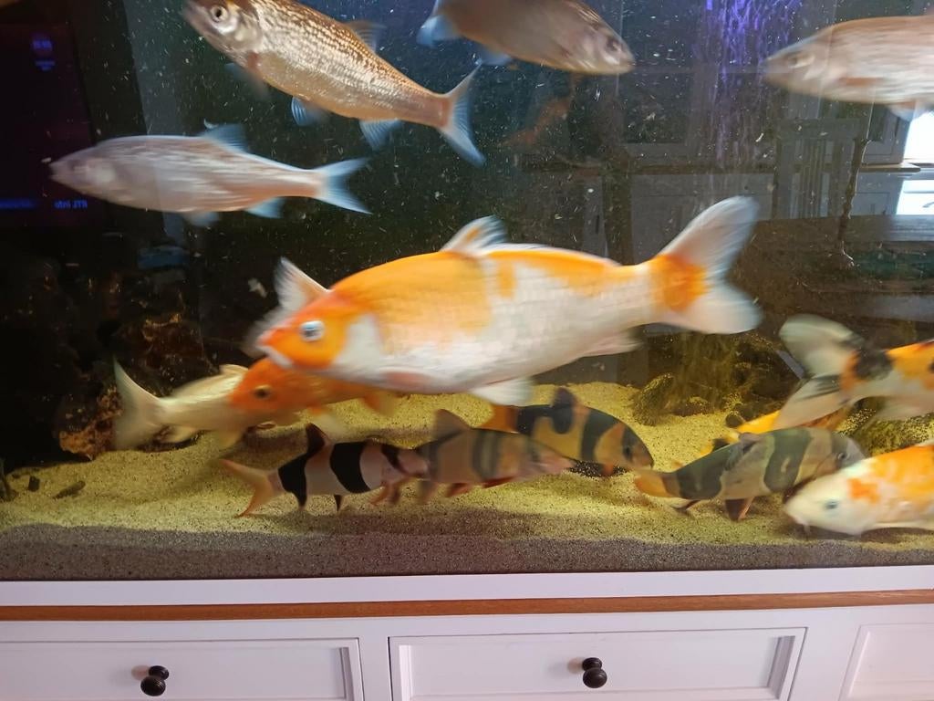 6 botia clown vis (chrombotia macracanthus) 15 - 25cm, Dieren en Toebehoren, Vissen | Aquariumvissen