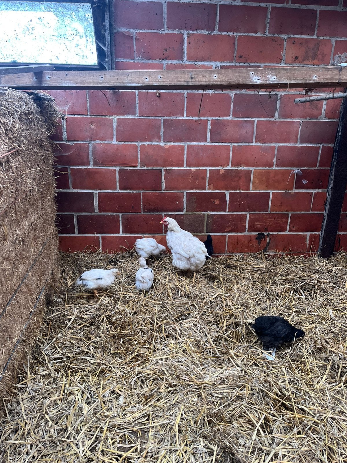 Kippen, hanen en eensen te koop, Plusieurs animaux, Poule ou poulet