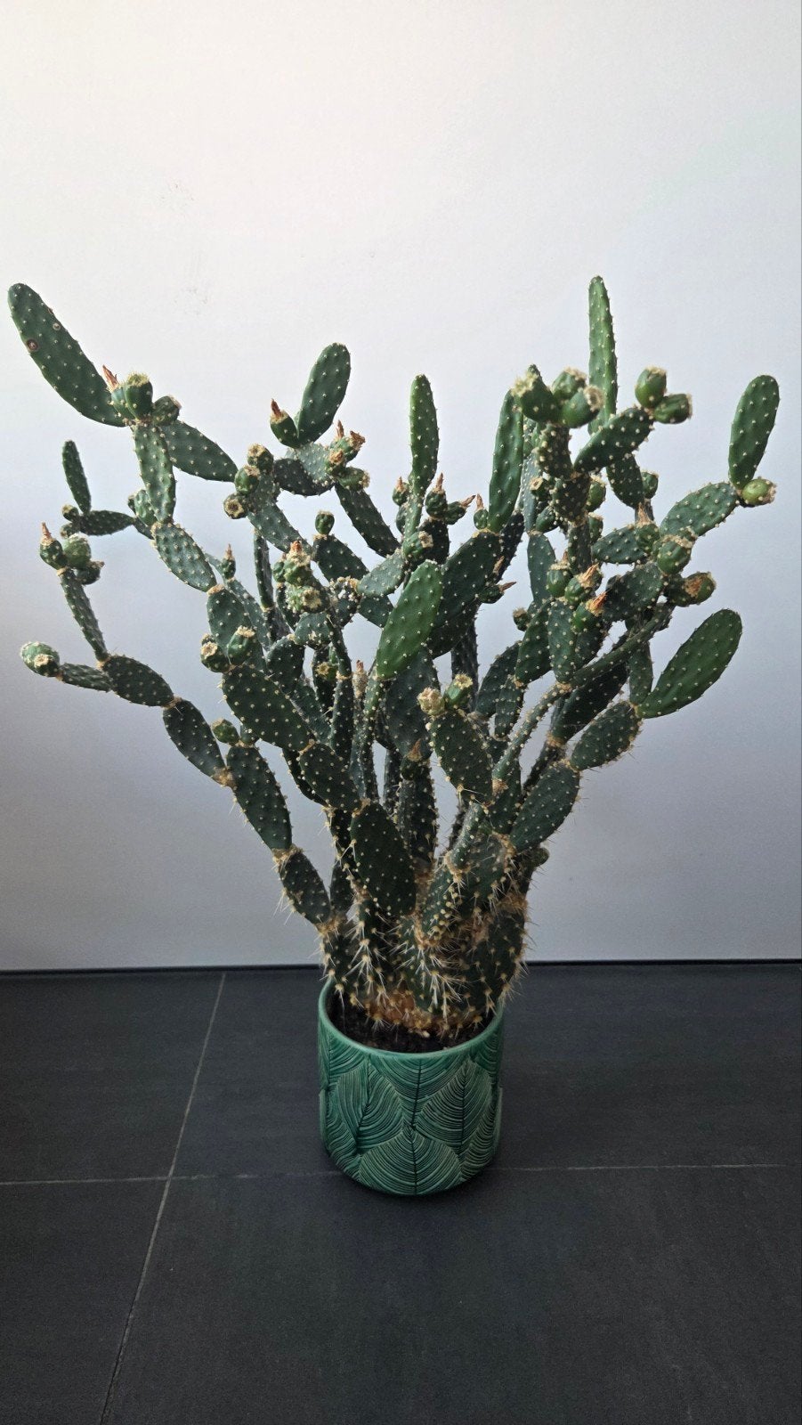 Opuntia Quitensis cactus, Ophalen, Cactus