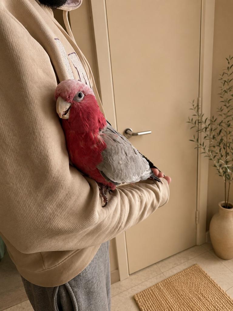 Couple cacatoes rosalbin, Dieren en Toebehoren, Ophalen