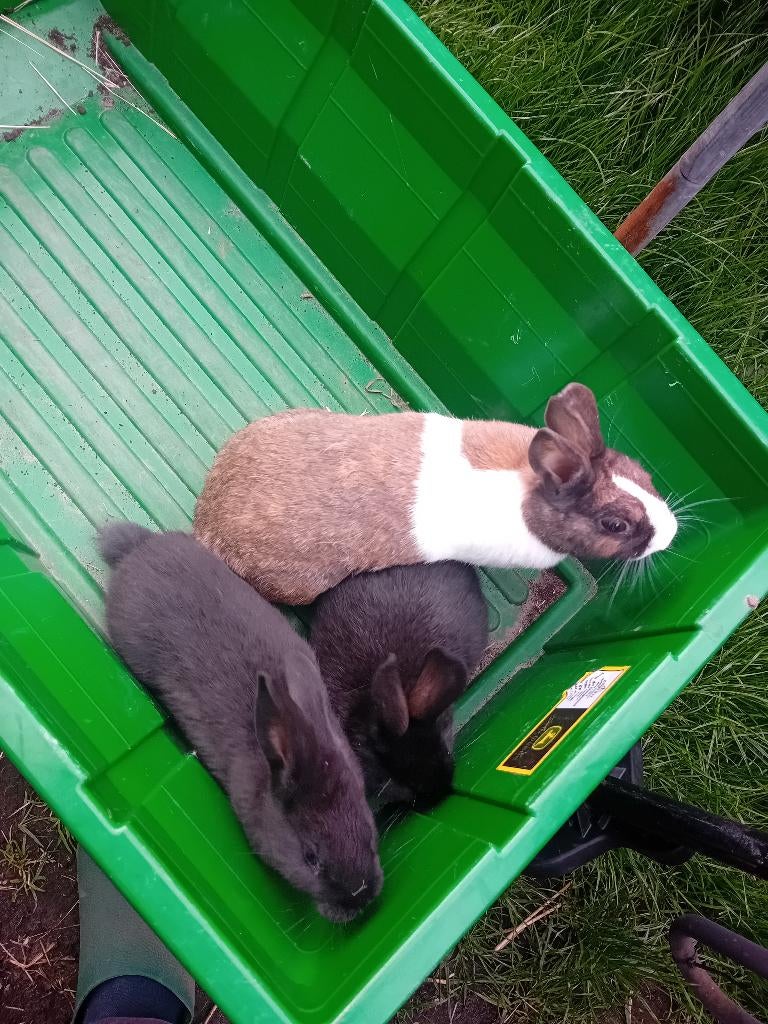 Voedsters, Dieren en Toebehoren, Konijnen, Vrouwelijk, Middelgroot, 0 tot 2 jaar