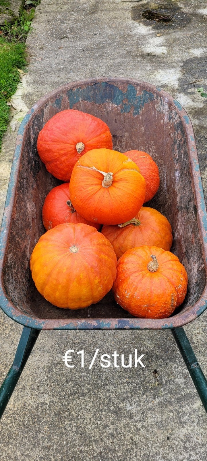 Pompoenen, Ophalen